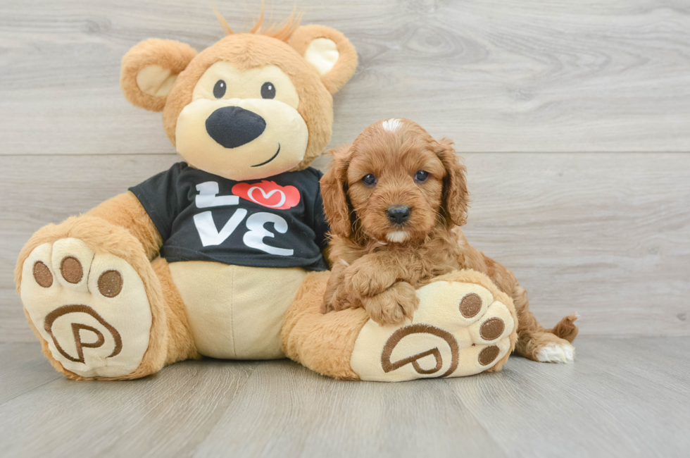 7 week old Cavapoo Puppy For Sale - Florida Fur Babies