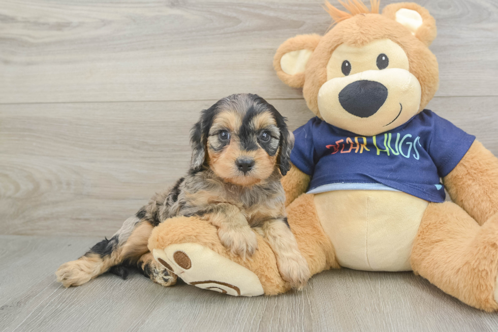 Friendly Cavapoo Baby