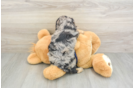 Best Cavapoo Baby