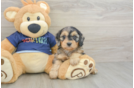 Cavapoo Puppy for Adoption