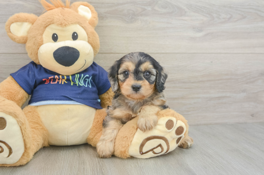 Cavapoo Puppy for Adoption