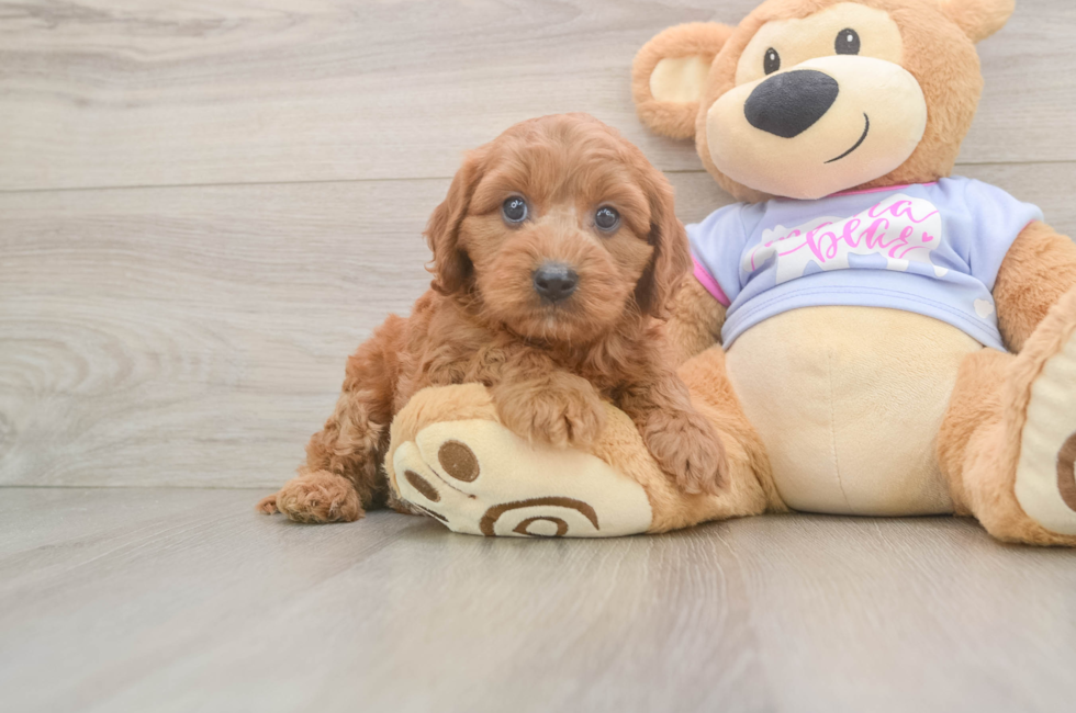 6 week old Cavapoo Puppy For Sale - Florida Fur Babies