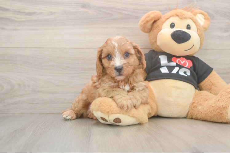 Sweet Cavapoo Baby