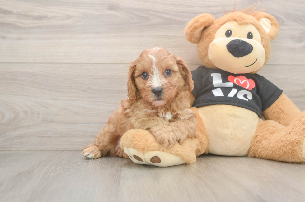 6 week old Cavapoo Puppy For Sale - Florida Fur Babies