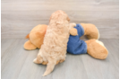 Cavapoo Pup Being Cute