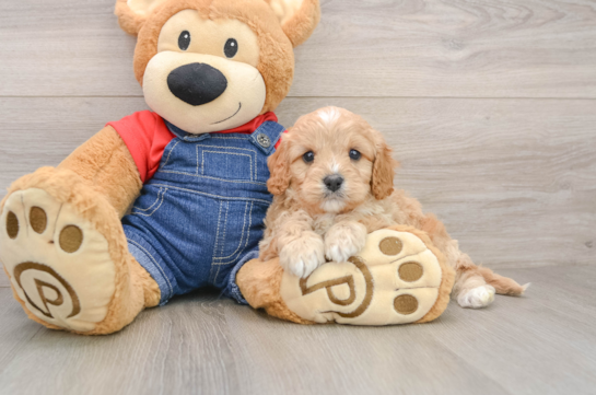 Cavapoo Pup Being Cute