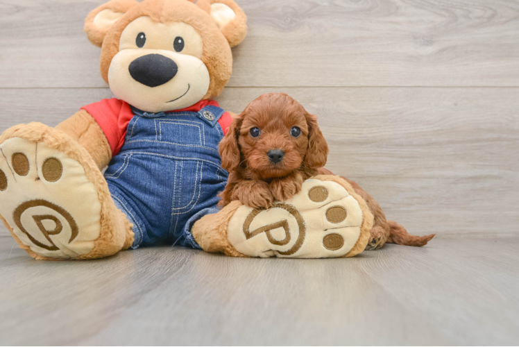 Best Cavapoo Baby