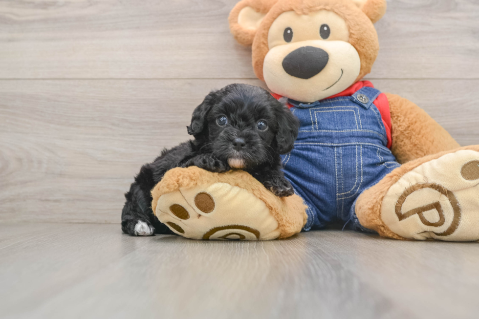 Funny Cavapoo Poodle Mix Pup