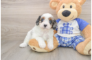 Cavapoo Pup Being Cute
