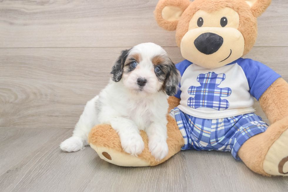Cavapoo Pup Being Cute