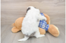 Cavapoo Pup Being Cute