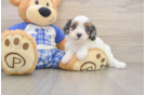 Best Cavapoo Baby