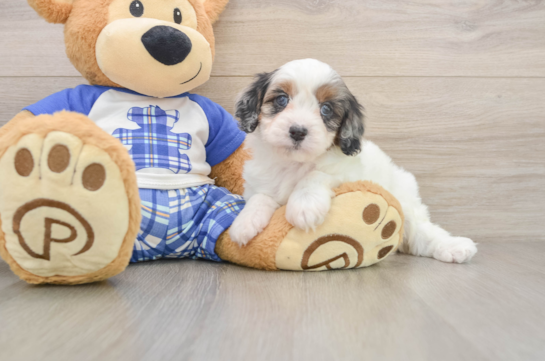 Best Cavapoo Baby