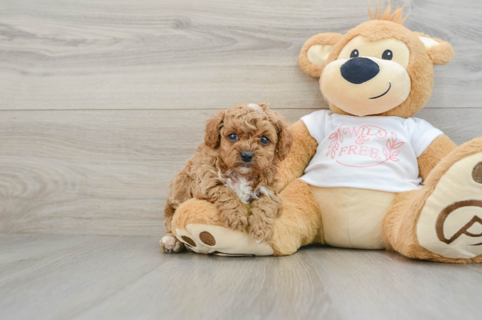 5 week old Cavapoo Puppy For Sale - Florida Fur Babies