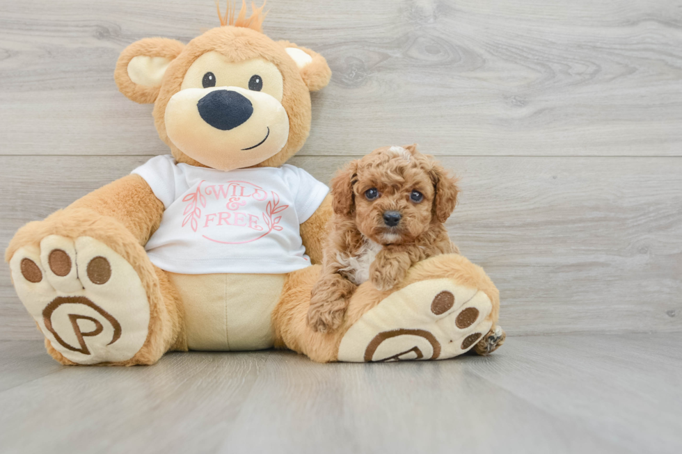 Cute Cavapoo Baby