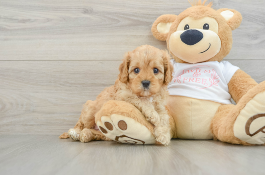 Sweet Cavapoo Baby