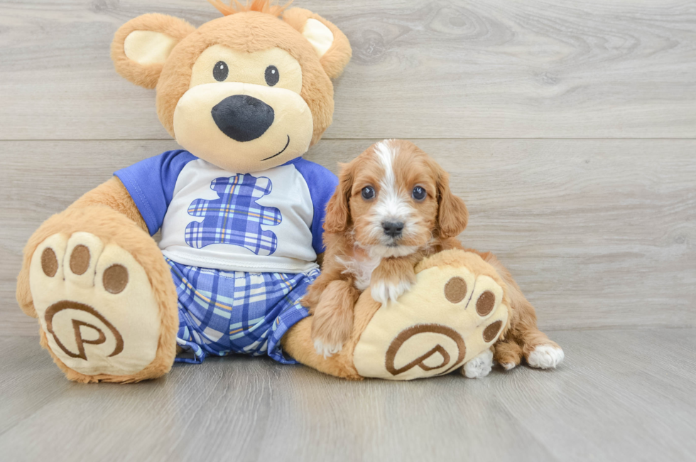 6 week old Cavapoo Puppy For Sale - Florida Fur Babies