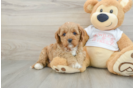 Best Cavapoo Baby