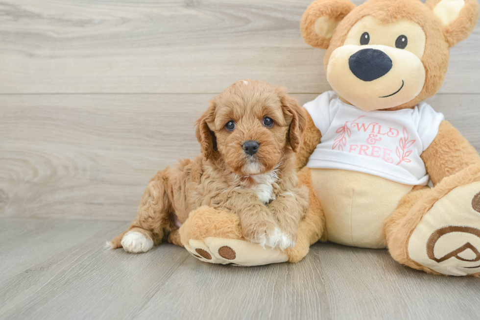 Best Cavapoo Baby