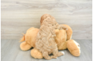Hypoallergenic Cavadoodle Poodle Mix Puppy