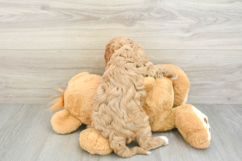 Hypoallergenic Cavadoodle Poodle Mix Puppy
