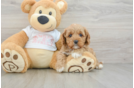 Cavapoo Puppy for Adoption