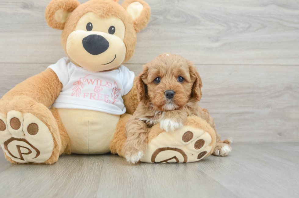 7 week old Cavapoo Puppy For Sale - Florida Fur Babies