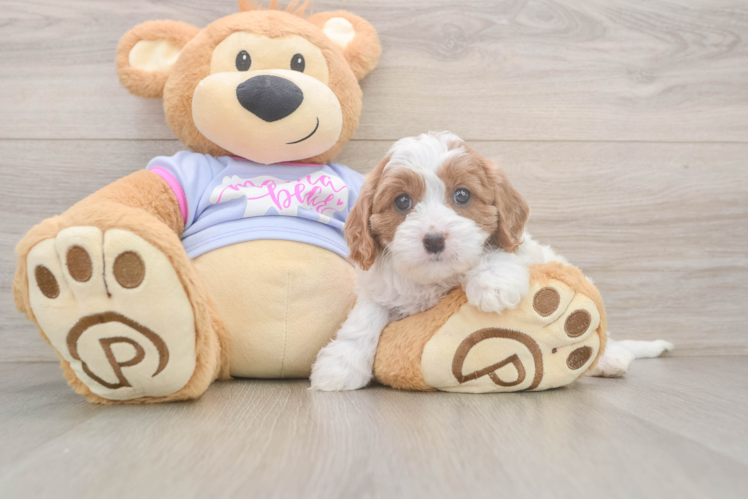 Best Cavapoo Baby
