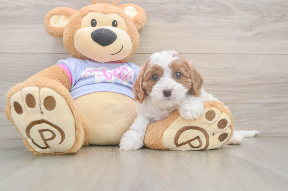 6 week old Cavapoo Puppy For Sale - Florida Fur Babies