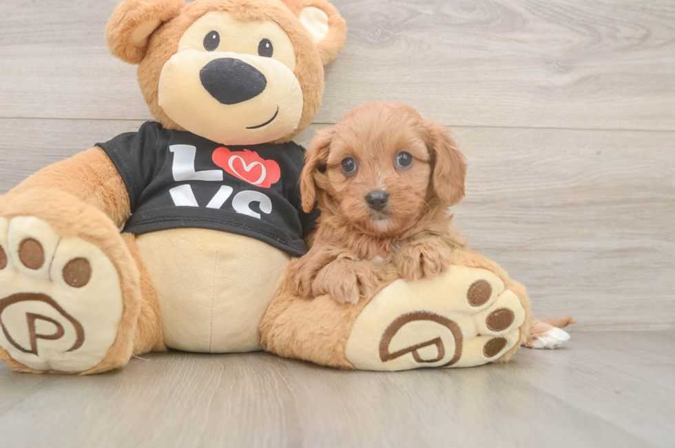 6 week old Cavapoo Puppy For Sale - Florida Fur Babies