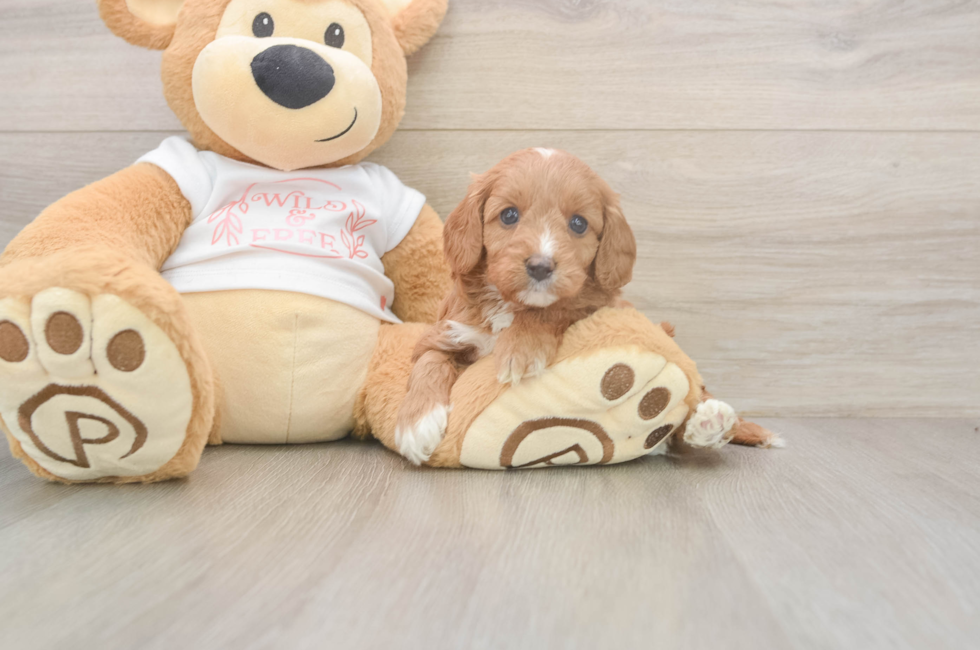 5 week old Cavapoo Puppy For Sale - Florida Fur Babies