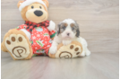 Small Cavapoo Baby