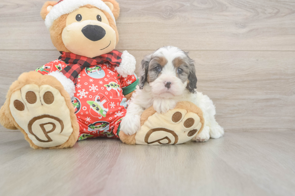 5 week old Cavapoo Puppy For Sale - Florida Fur Babies