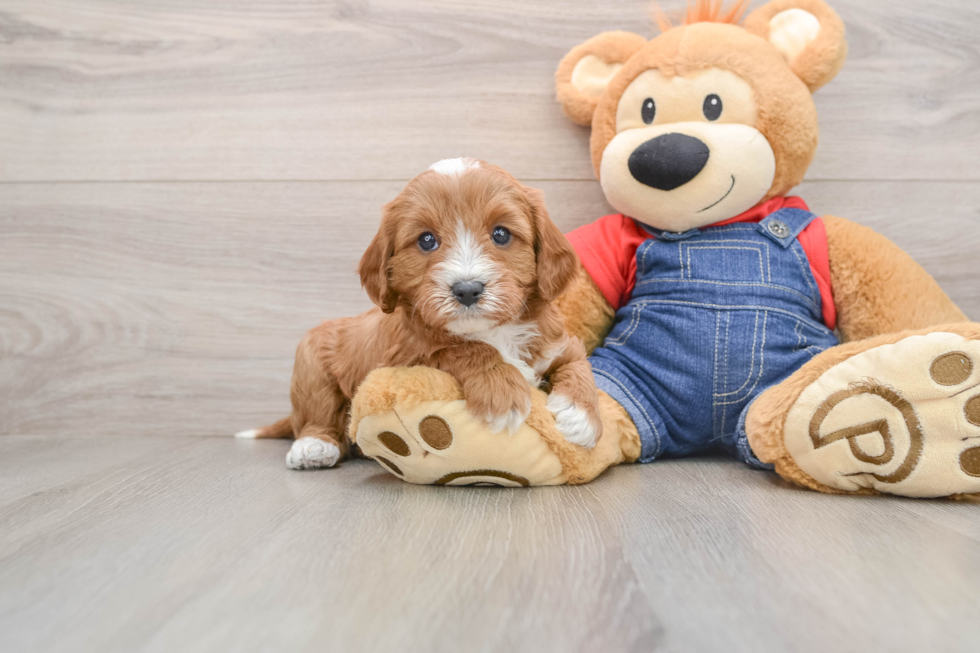 Best Cavapoo Baby