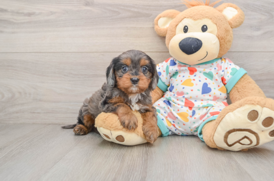 Small Cavapoo Baby