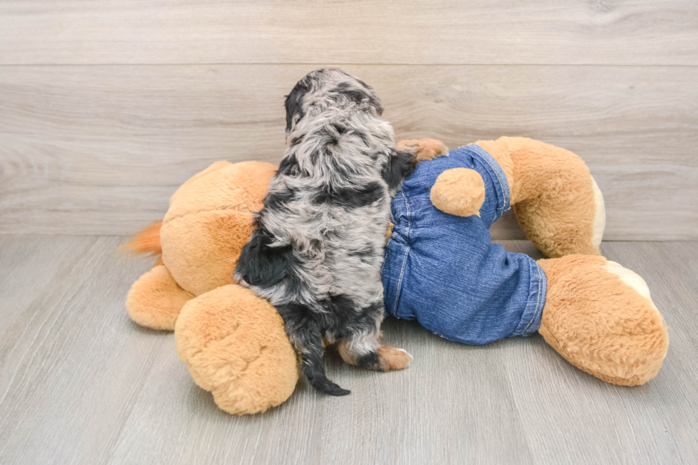 Best Cavapoo Baby