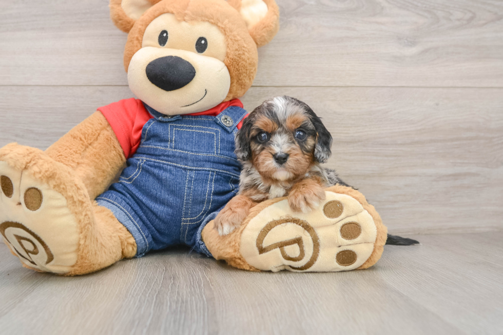 Sweet Cavapoo Baby
