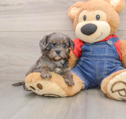 7 week old Cavapoo Puppy For Sale - Florida Fur Babies