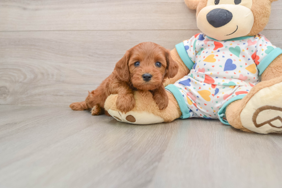 Adorable Cavalier King Charles Spaniel and Poodle Mix Poodle Mix Puppy
