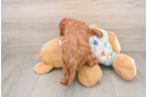 Sweet Cavapoo Baby