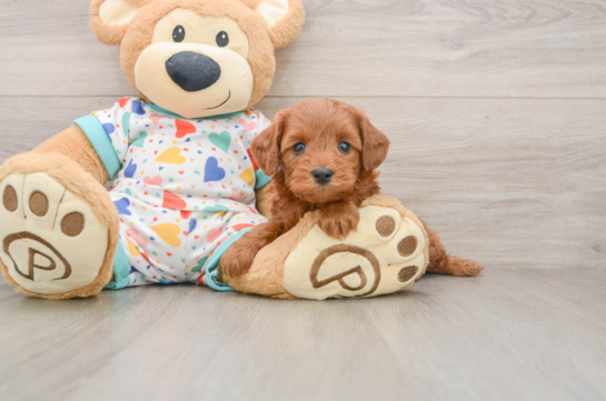 Small Cavapoo Baby