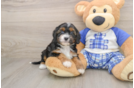 Funny Cavapoo Poodle Mix Pup