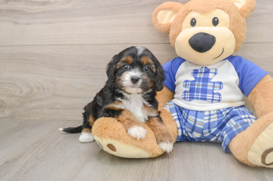 Funny Cavapoo Poodle Mix Pup
