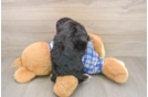 Best Cavapoo Baby