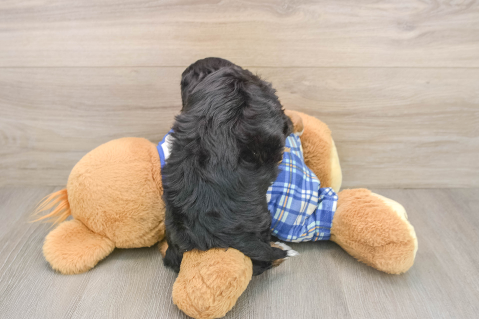 Best Cavapoo Baby