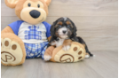 Little Cavipoo Poodle Mix Puppy