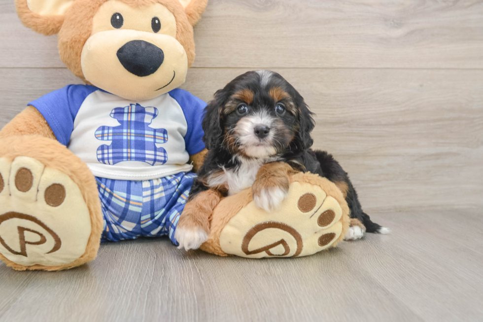 Little Cavipoo Poodle Mix Puppy