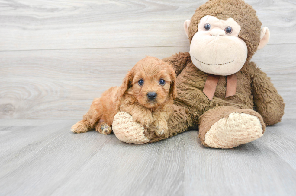 7 week old Cavapoo Puppy For Sale - Florida Fur Babies