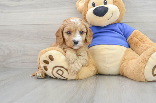 Cavapoo Pup Being Cute