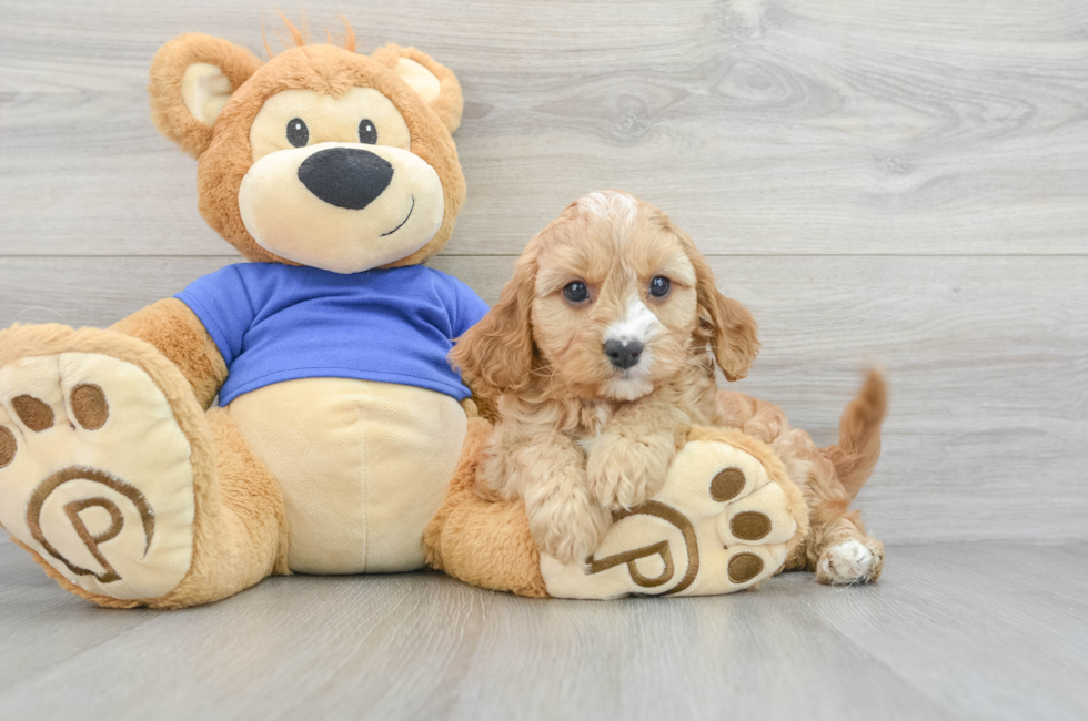 7 week old Cavapoo Puppy For Sale - Florida Fur Babies